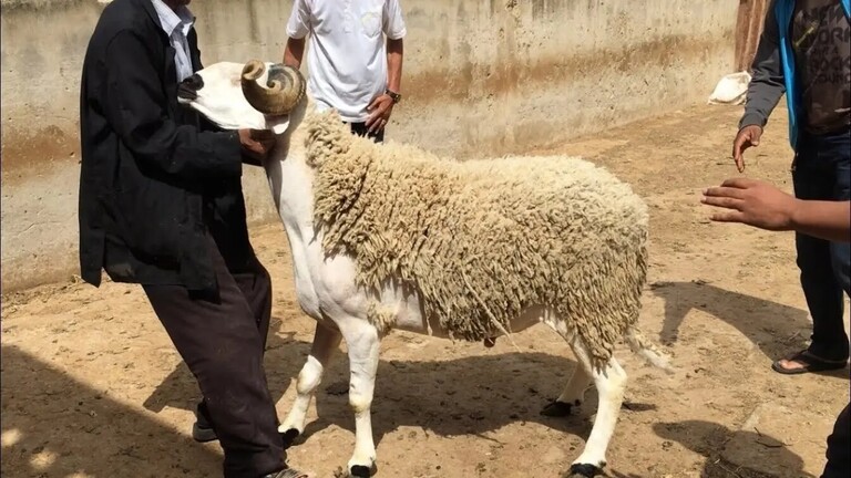 قبل عيد الأضحى.. خبران ساران بانتظار المصريين الشهر المقبل